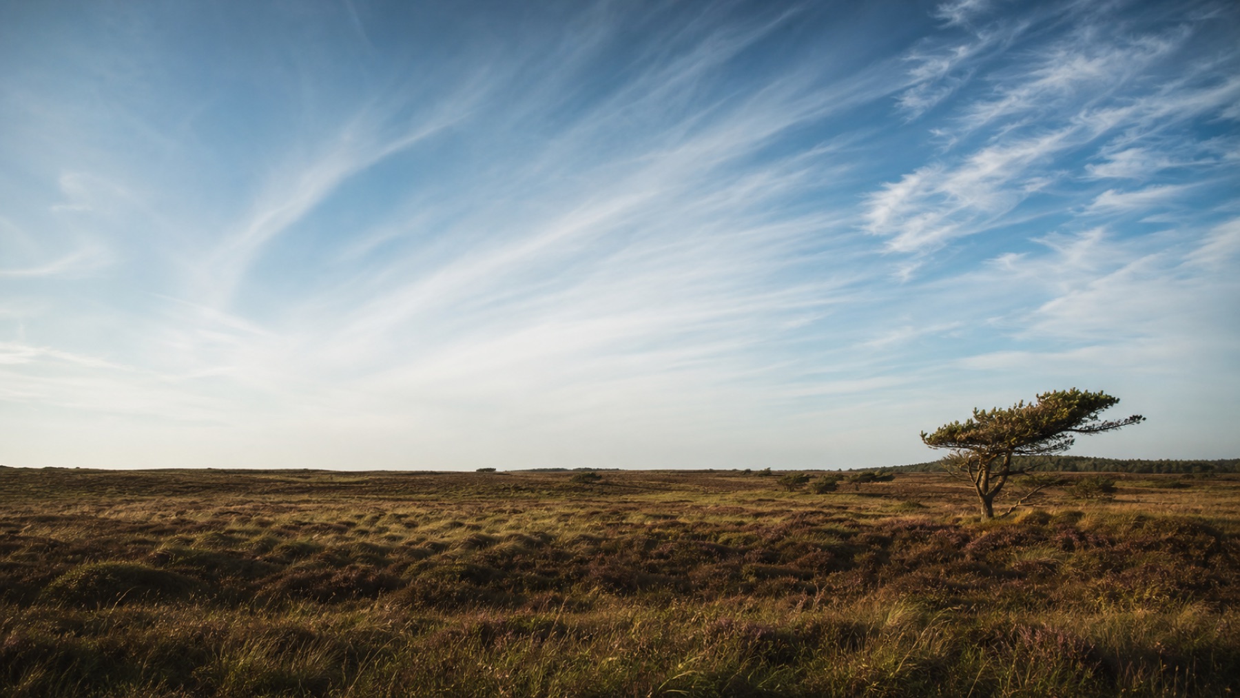 Cirrus over heden i Thy