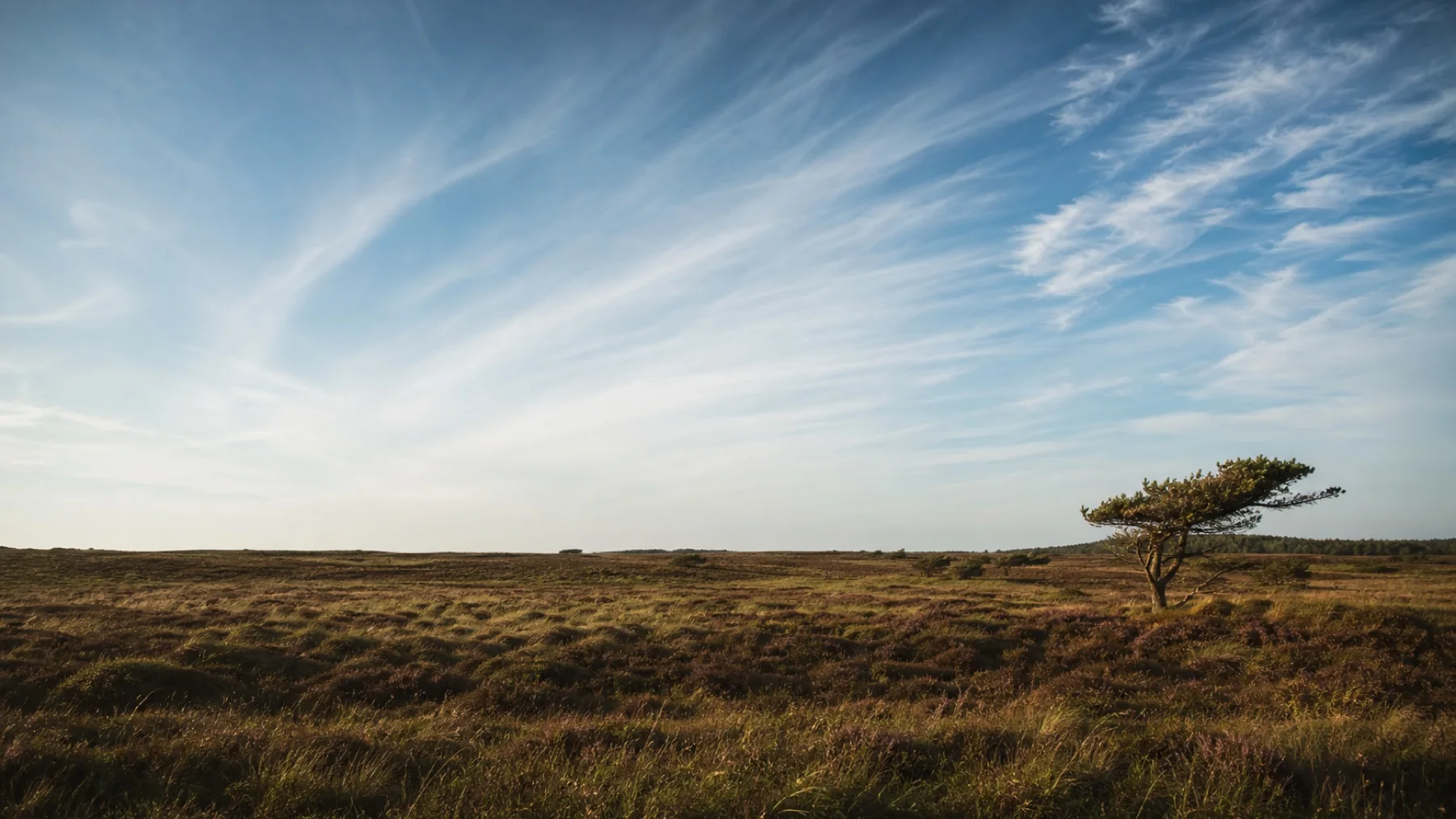 Cirrus over heden i Thy